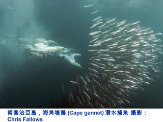 南喬治亞島，海角塘鵝 (Cape gannet) 潛水捕魚 攝影：
Chris Fallows
 