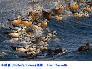 小絨鴨 (Steller’s Eiders) 攝影： Harri Taavetti
 