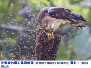 被蜜蜂包圍的鳳頭蜂鷹 (crested honey buzzard) 攝影： Rosa
Shieh
 