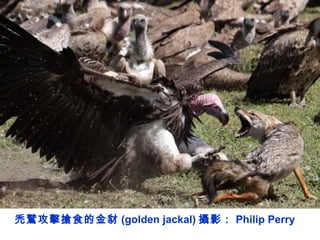 禿鷲攻擊搶食的金豺 (golden jackal) 攝影： Philip Perry
 