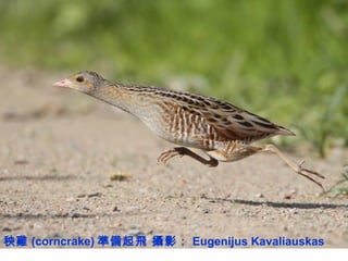秧雞 (corncrake) 準備起飛 攝影： Eugenijus Kavaliauskas
 