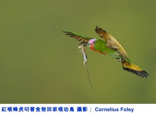 紅喉蜂虎叼著食物回家喂幼鳥 攝影： Cornelius Foley
 