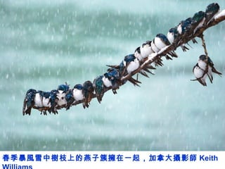 春季暴風雪中樹枝上的燕子簇擁在一起，加拿大攝影師 Keith
 