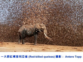 一大群紅嘴奎利亞雀 (Red-billed queleas) 攝影： Antero Topp
 