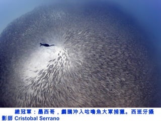 總冠軍：墨西哥，鸕鷀沖入咕嚕魚大軍捕獵。西班牙攝
影師 Cristobal Serrano
 