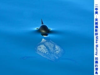 二
等
獎
：
美
國
攝
影
師




Mike Murray
拍
攝
的
潛
鳥
 