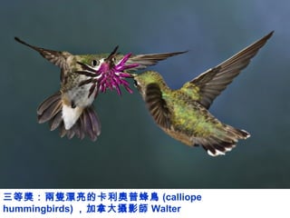 三等獎：兩隻漂亮的卡利奧普蜂鳥 (calliope
hummingbirds) ，加拿大攝影師 Walter
 