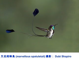 叉拍尾蜂鳥 (marvellous spatuletail) 攝影： Dubi Shapiro
 