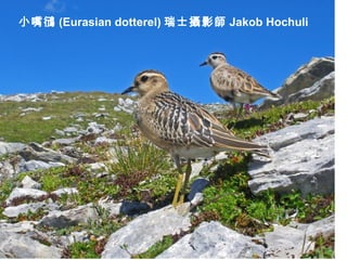小嘴鴴 (Eurasian dotterel) 瑞士攝影師 Jakob Hochuli
 