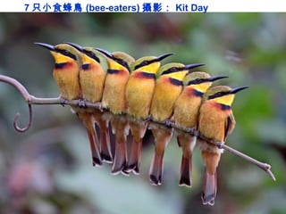 7 只小食蜂鳥 (bee-eaters) 攝影： Kit Day
 