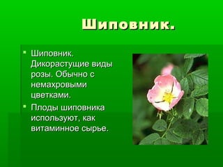 Шиповник.
 Шиповник.
  Дикорастущие виды
  розы. Обычно с
  немахровыми
  цветками.
 Плоды шиповника
  используют, как
  витаминное сырье.
 