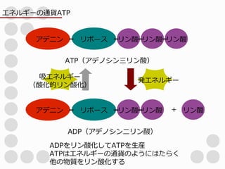 エネルギーの通貨ATP アデニン リボース リン酸 リン酸 リン酸 ATP(アデノシン三リン酸) 吸エネルギー 発エネルギー (酸化的リン酸化) アデニン リボース リン酸 リン酸 + リン酸 ADP(アデノシン二リン酸) ADPをリン酸化してATPを生産 ATPはエネルギーの通貨のようにはたらく 他の物質をリン酸化する