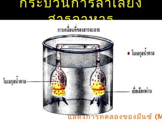 กระบวนการลำา เลีย ง
   สารอาหาร




       แสดงการทดลองของมึน ซ์ (M
 