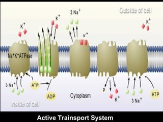 Active Trainsport System
 