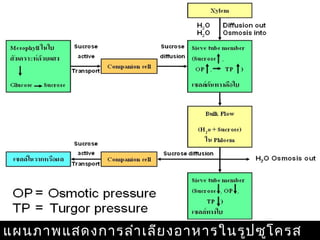 แผนภาพแสดงการลำา เลีย งอาหารในรูป ซูโ ครส
 