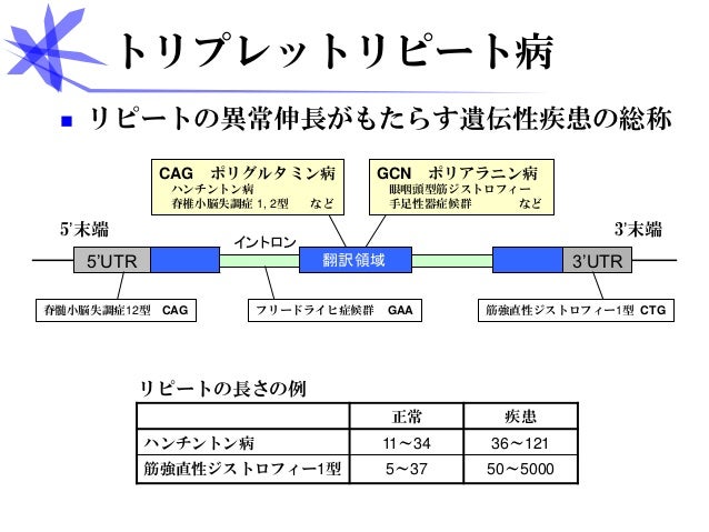 修士研究 ヒト チンパンジー マウスにおけるトリプレットリピートの網羅的解析 修論
