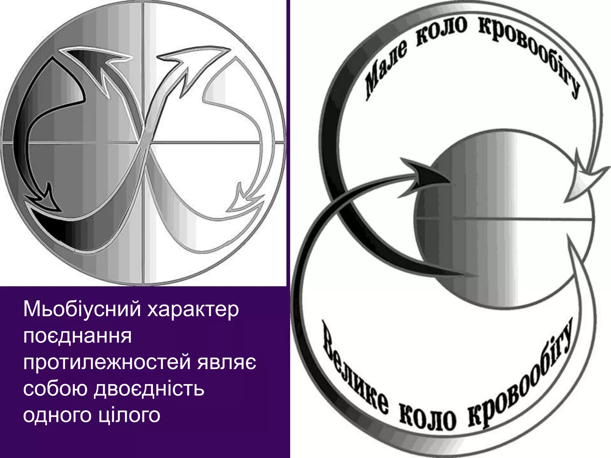 Мьобіусний характер
поєднання
протилежностей являє
собою двоєдність
одного цілого
 