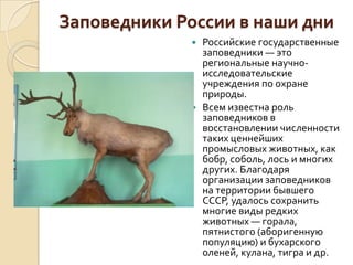 Заповедники России в наши дни
              Российские государственные
               заповедники — это
               региональные научно-
               исследовательские
               учреждения по охране
               природы.
              Всем известна роль
               заповедников в
               восстановлении численности
               таких ценнейших
               промысловых животных, как
               бобр, соболь, лось и многих
               других. Благодаря
               организации заповедников
               на территории бывшего
               СССР, удалось сохранить
               многие виды редких
               животных — горала,
               пятнистого (аборигенную
               популяцию) и бухарского
               оленей, кулана, тигра и др.
 