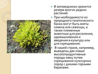  В заповедниках хранится
  резерв многих редких
  растений.
 При необходимости из
  природного генетического
  банка могут быть взяты
  семена или саженцы, а
  также племенные
  животные для расселения,
  одомашнивания и
  введения в культуру или
  для скрещивания.
 В нашей стране, например,
  выведены две новые
  высокопродуктивные
  породы овец путем
  скрещивания культурных
  пород с дикими горными
  баранами.
 