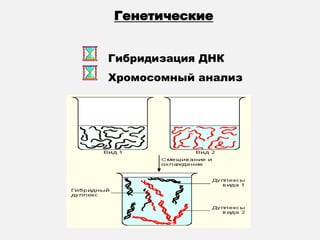 Генетические


Гибридизация ДНК
Хромосомный анализ
 