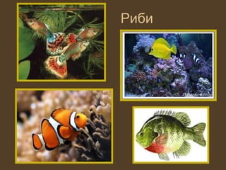Риби
 