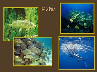 Риби
 