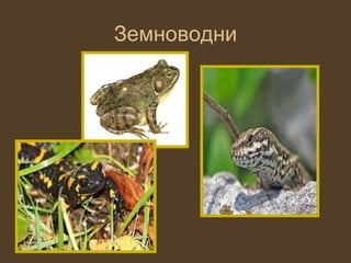 Земноводни
 