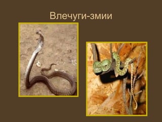 Влечуги-змии
 