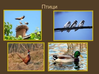 Птици
 