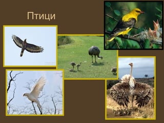 Птици
 