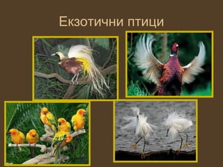Екзотични птици
 
