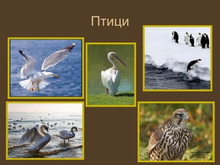 Птици
 