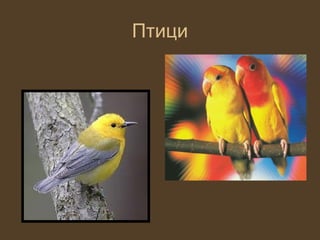 Птици
 
