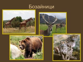 Бозайници
 
