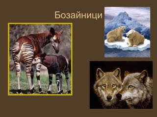 Бозайници
 