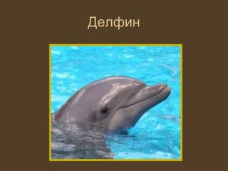 Делфин
 
