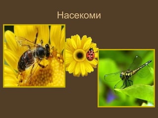 Насекоми
 