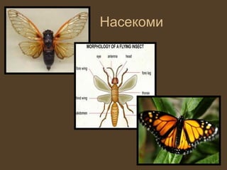 Насекоми
 
