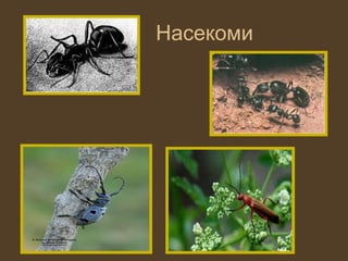 Насекоми
 
