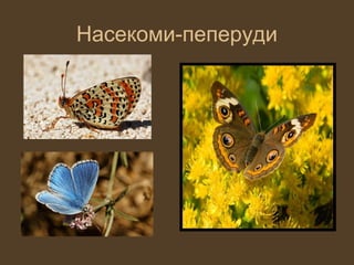 Насекоми-пеперуди
 
