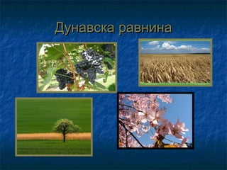 Дунавска равнина
 