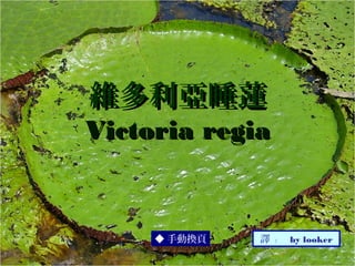 維多利亞睡蓮
Victoria regia


     ◆ 手動換頁   譯 ： by looker
 