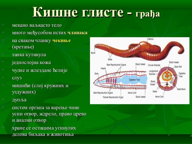 Чланковити црви