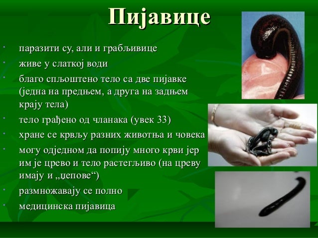 Чланковити црви