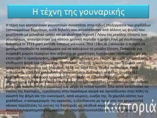 Η τζχνθ τθσ γουναρικισ
Η τζχνθ των καςτοριανϊν γουνοποιϊν ςυνιςτάται ςτθν ειδικι επεξεργαςία των χορδάδων
(αποκομμάτων δερμάτων, αυτά δθλαδι που αποκόπτονταν από άλλουσ ωσ φφρα) που
χειρίηονται με μοναδικό τρόπο και με ιδιαίτερθ τεχνικι.( Λόγω τθσ μεγάλθσ ηιτθςθσ των
γουναρικϊν, απαγορεφτθκε για κάποια χρονικι περίοδο θ χριςθ τουσ με ςουλτανικό
διάταγμα το 1713 γιατί επιλκε «ςπάνισ γουνϊν». Τότε (18οσ αι.) ανζκυψε θ ανάγκθ να
χρθςιμοποιθκοφν τα αποκόμματα για να καλφψουν τθ μεγάλθ ηιτθςθ. Πρόκειται για
ςυρραφι μικρϊν τεμαχίων που κόβονται ςε μικρότερεσ λωρίδεσ και υπολωρίδεσ για να
επιτευχκεί ο ομοιόμορφοσ, ελκυςτικόσ, εντυπωςιακόσ και ενιαίοσ φυςικόσ χρωματιςμόσ, θ
επικυμθτι φορά του τριχϊματοσ (διαλογζασ, κόφτθσ, χρωματιςτάσ που ξεχϊριηε κατά
χρϊματα τα κομμάτια τοφ δζρματοσ, αλλά και κατά είδοσ (ηερβά ποδαράκια, δεξιά
ποδαράκια, γιατί δεν χρθςιμοποιοφνταν μαηί ςτο ίδιο παλτό, κεφάλια, ουρζσ κτλ.)
καμπαντοςφνθ (ίδια φορά τριχϊματοσ), ςυρραφι ςε ειδικζσ μθχανζσ, ςταματοτάσ
(ςταματϊνω, βρζχω και τανφηω τα δζρματα) ςε ξφλινεσ τάβλεσ (ςταματοφρα) και ζκκεςθ
ςτον ιλιο ςυρραμζνων κομματιϊν) κ.α. μζχρι το τελικό προϊόν. Όλα αυτά κατζςτθςαν τισ
γοφνεσ τθσ Καςτοριάσ περιηιτθτεσ ςτθν παγκόςμια αγορά και προςζδωςαν ςτθν πόλθ τθ
γνωςτι τθσ φιμθ και τθν οικονομικι, κατά καιροφσ, ευεξία τθσ. Το χαμθλό κόςτοσ των
χορδάδων, ο καταμεριςμόσ τθσ εργαςίασ, θ εξειδίκευςθ με πρϊτιςτθ του χρωματιςτά
κάνανε περιηιτθτεσ τισ γοφνεσ τισ Καςτοριάσ ωσ αλθκινά κομψοτεχνιματα.
Απαιτείταιπαραπομπιπροσμιααξιόπιςτθπθγιγιατθνεπαλικευςθτθσπλθροφοριασ
 