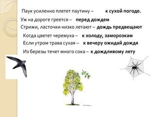 Паук усиленно плетет паутину –   к сухой погоде.
Уж на дороге греется – перед дождем
Стрижи, ласточки низко летают – дождь предвещают
Когда цветет черемуха – к холоду, заморозкам
Если утром трава сухая – к вечеру ожидай дождя
Из березы течет много сока – к дождливому лету
 