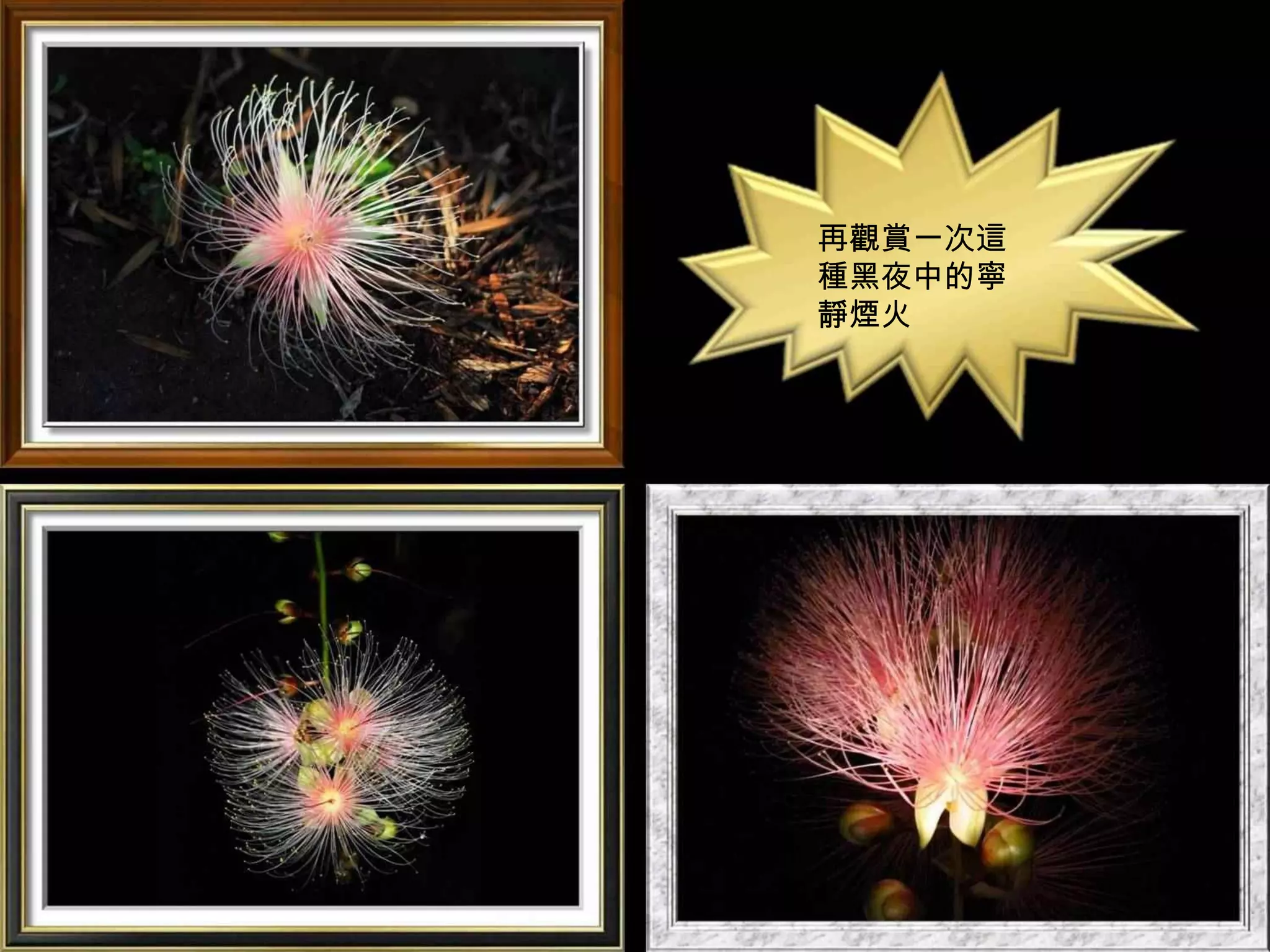 再觀賞一次這
種黑夜中的寧
靜煙火
 