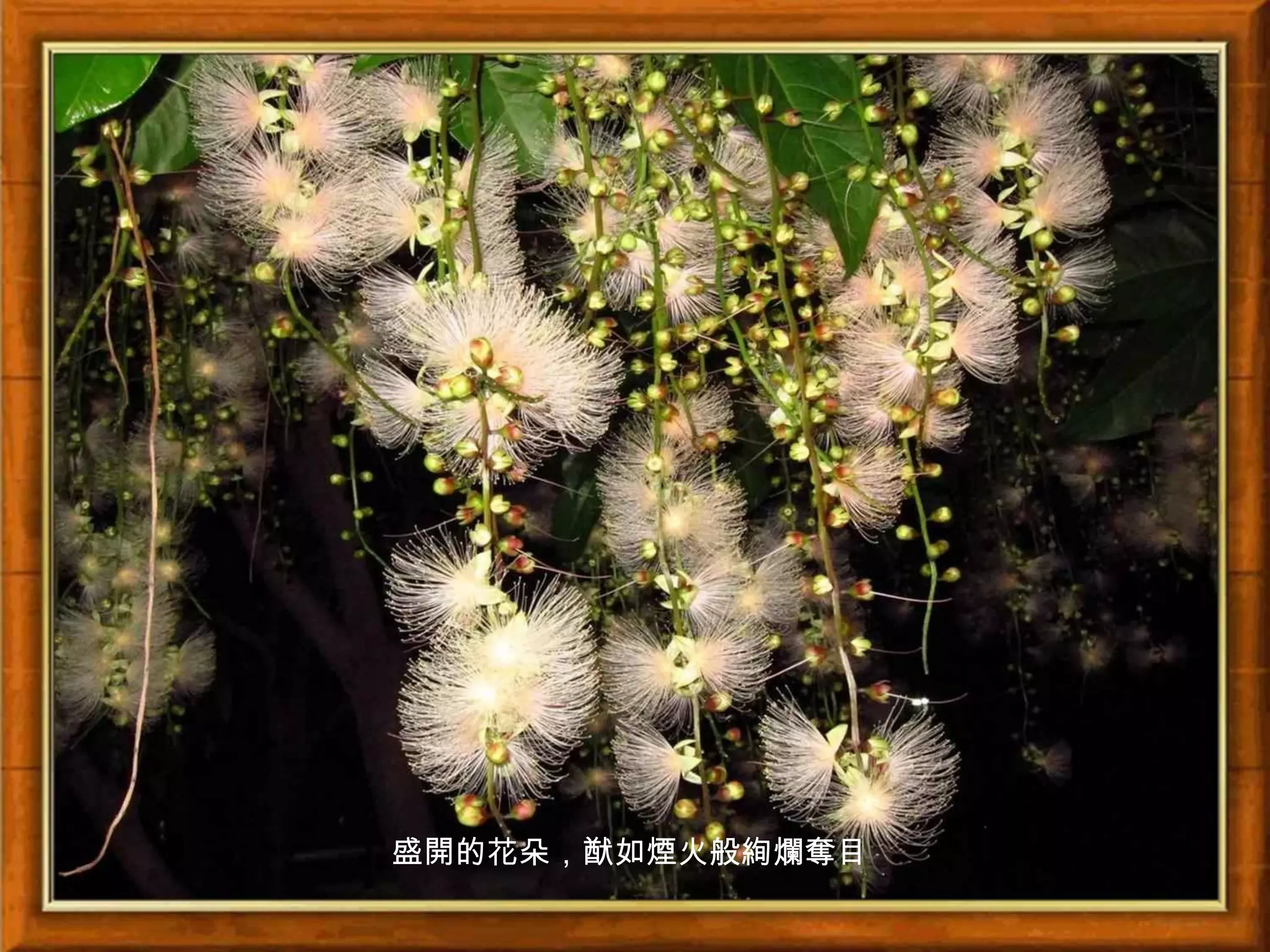 盛開的花朵，猷如煙火般絢爛奪目
 