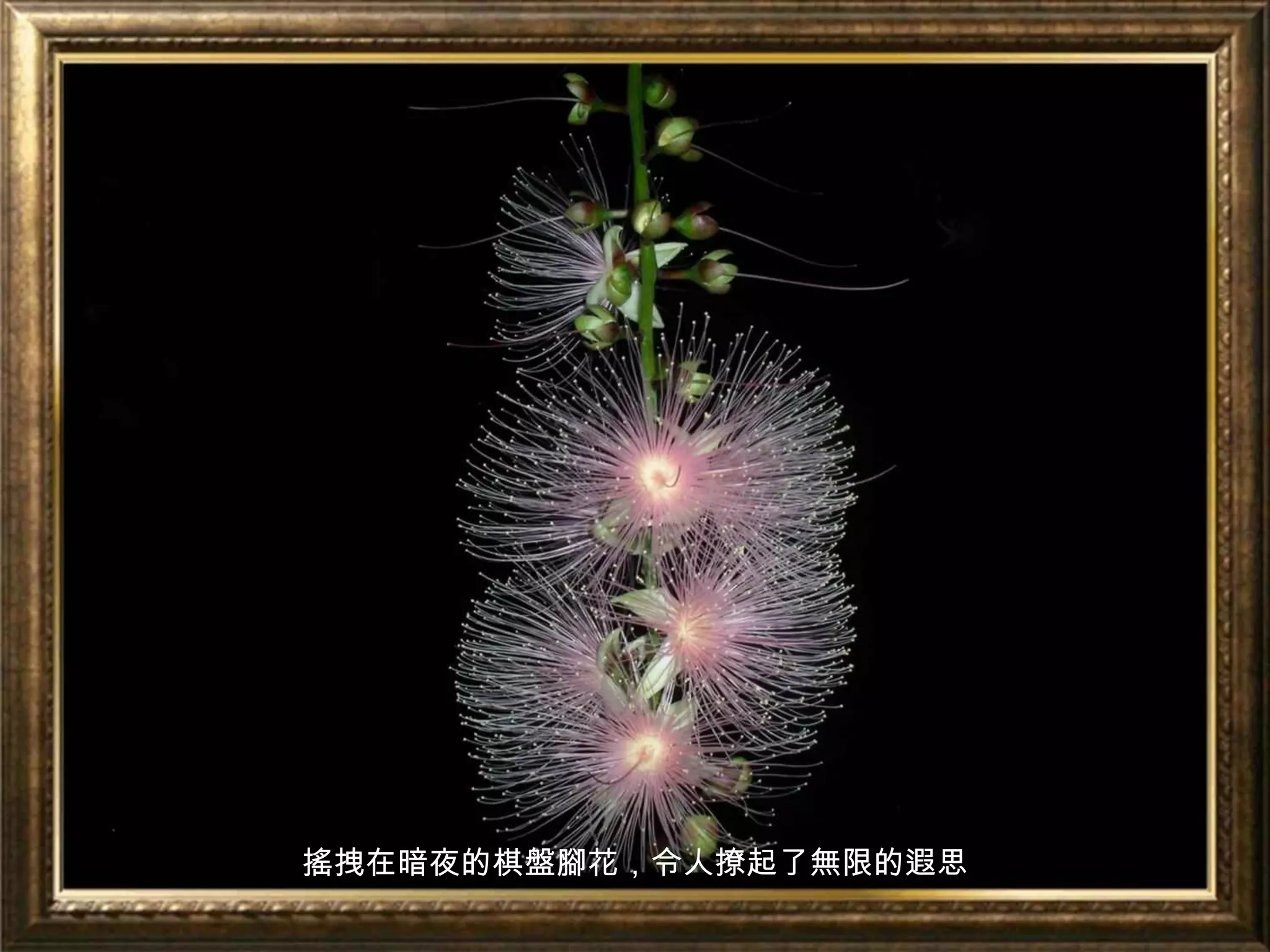 搖拽在暗夜的棋盤腳花，令人撩起了無限的遐思
 