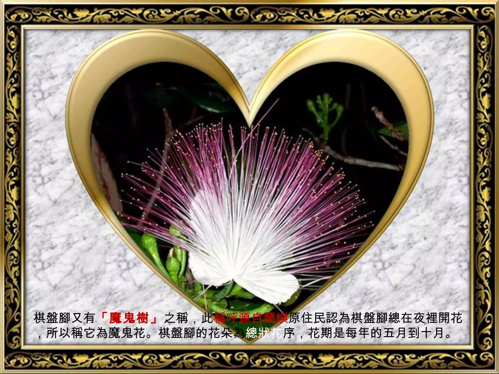 棋盤腳又有「魔鬼樹」之稱，此稱呼源自蘭嶼原住民認為棋盤腳總在夜裡開花
，所以稱它為魔鬼花。棋盤腳的花朵為總狀花序，花期是每年的五月到十月。
 